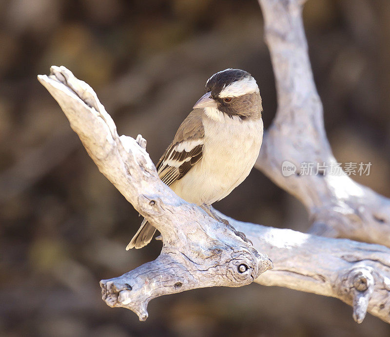 White-Browed Sparrow-Weaver